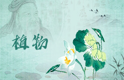 梦见发财树开花吉利吗？