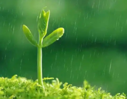 易经五行中说的“水生木”是什么意思？   
